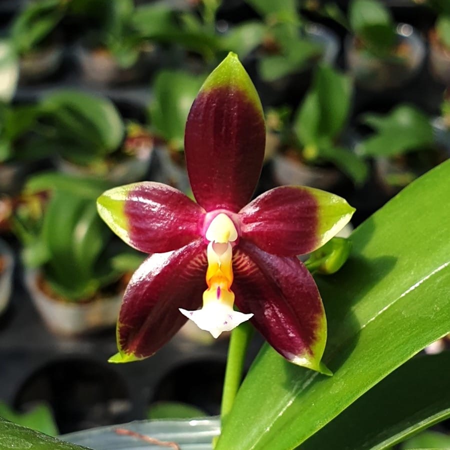 Phalaenopsis (KS Happy Eagle × cornu-cervi) '628'