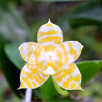 Phalaenopsis KS Super Zebra 'Golden Zebra'