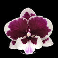 Phalaenopsis (Kung's Amar Philip × Nankung's 4.55 PM) × Lioulin Hot Lip