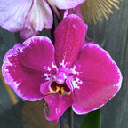 Phalaenopsis 'Limited 02'