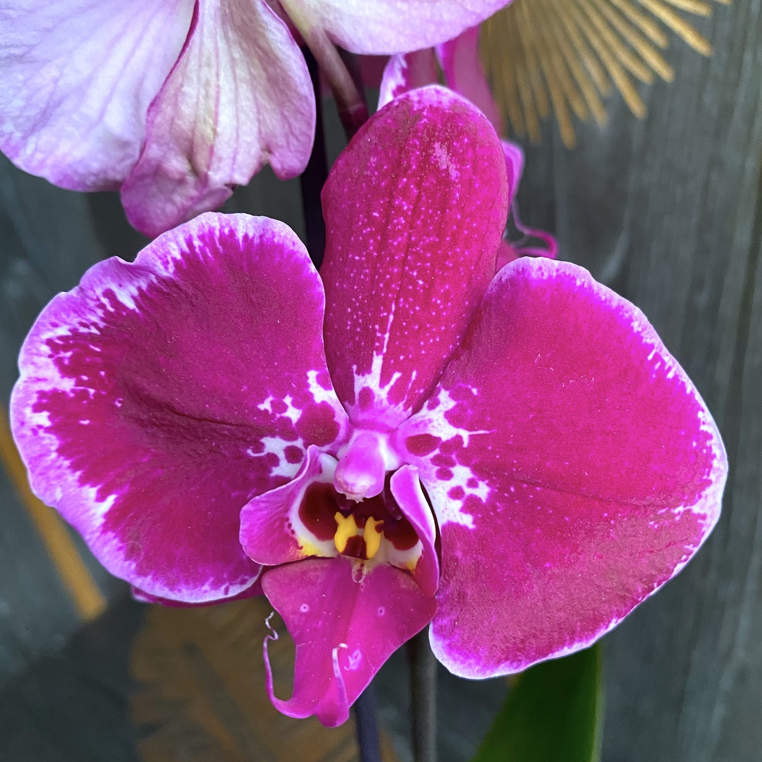 Phalaenopsis 'Limited 02'