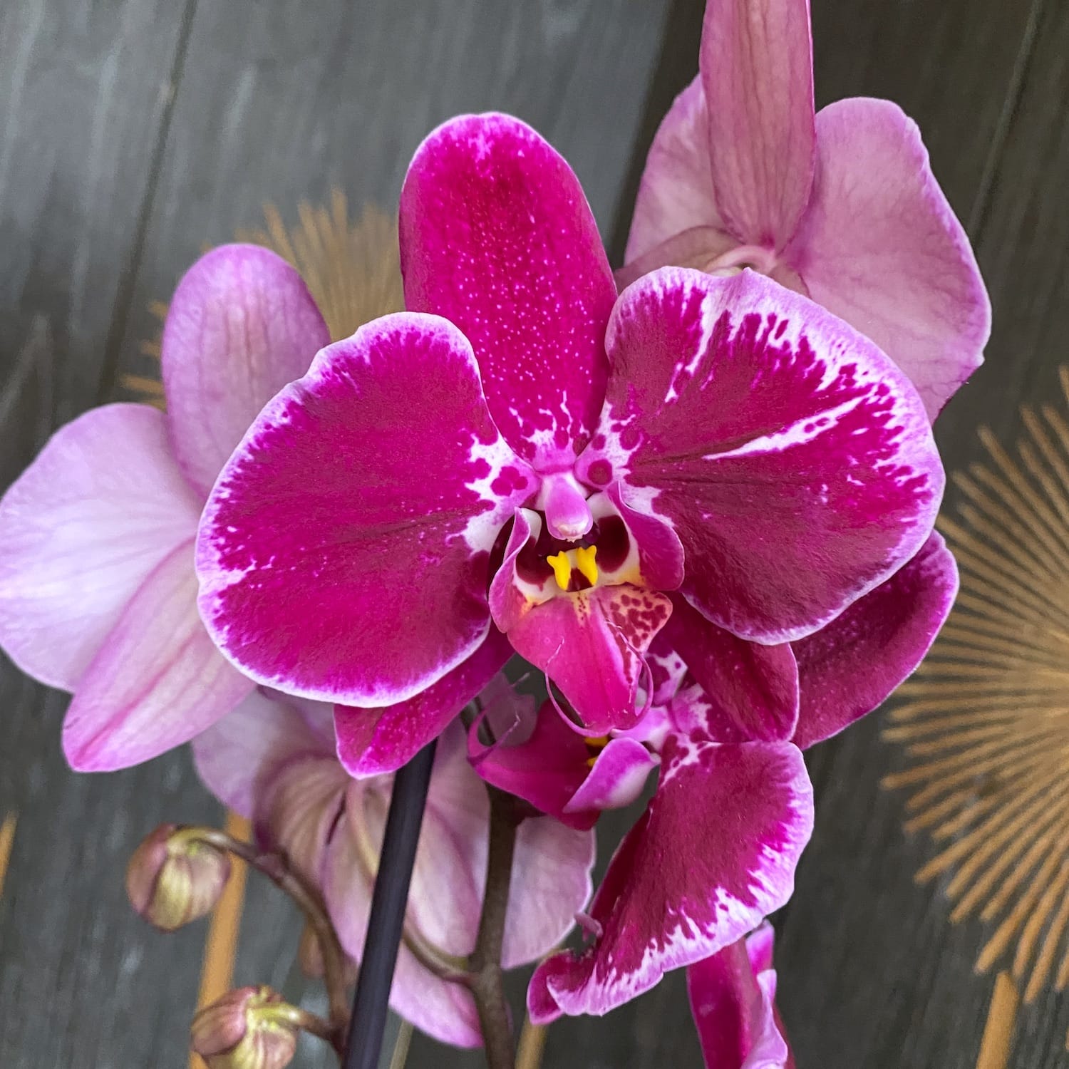 Phalaenopsis 'Limited 02'