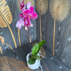 Phalaenopsis 'Limited 02'