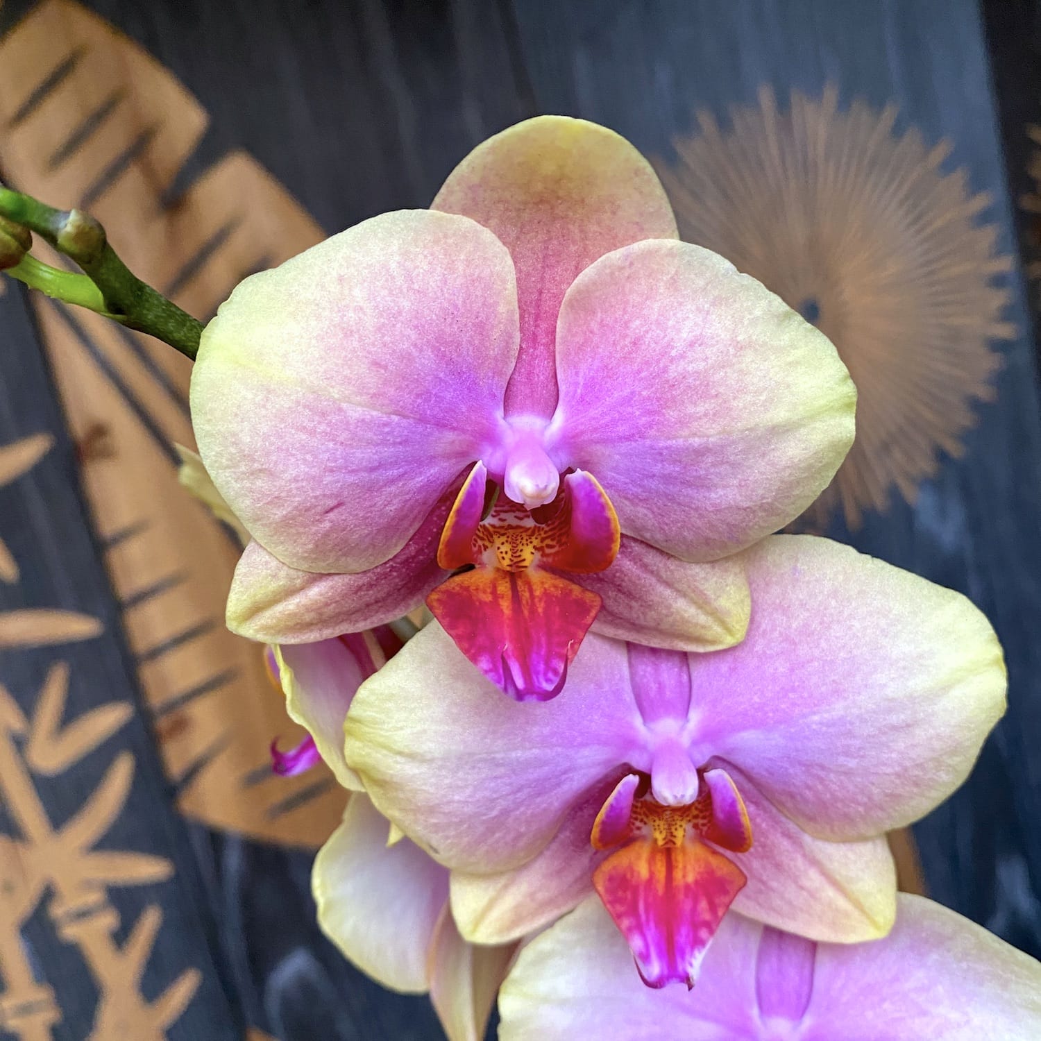 Phalaenopsis Sparx