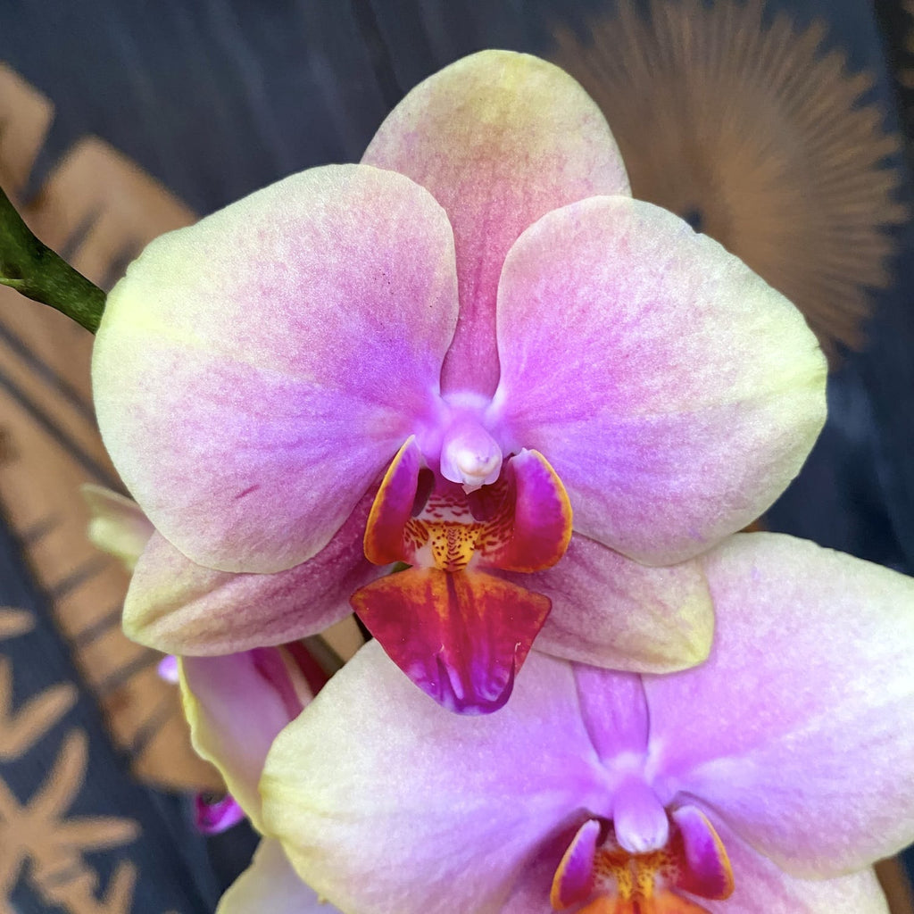 Phalaenopsis Sparx