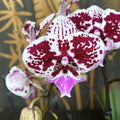 Phalaenopsis 'Limited 15' μεγάλο χείλος
