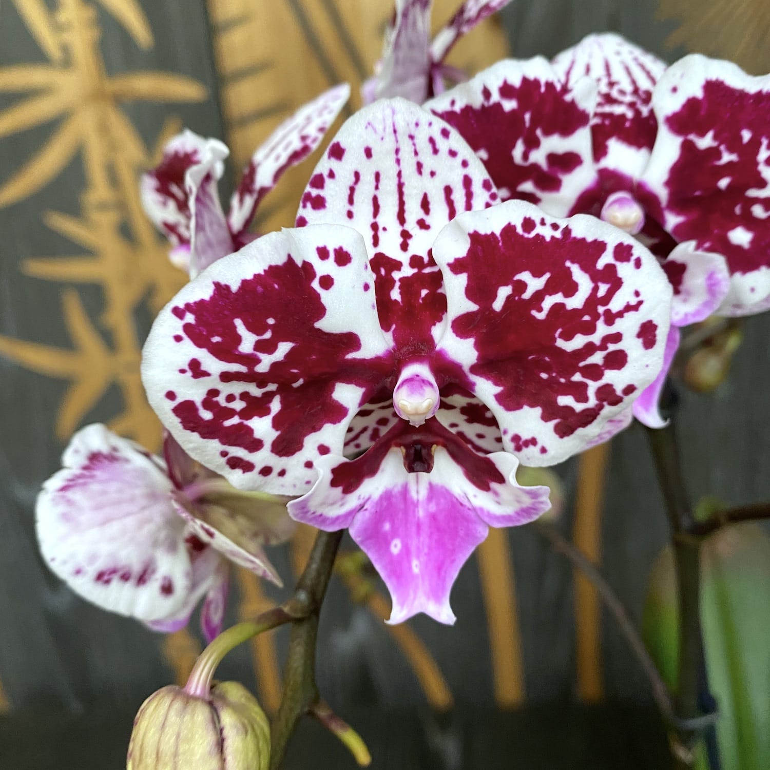 Phalaenopsis 'Limited 15' große Lippe