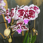 Phalaenopsis 'Limited 15' μεγάλο χείλος
