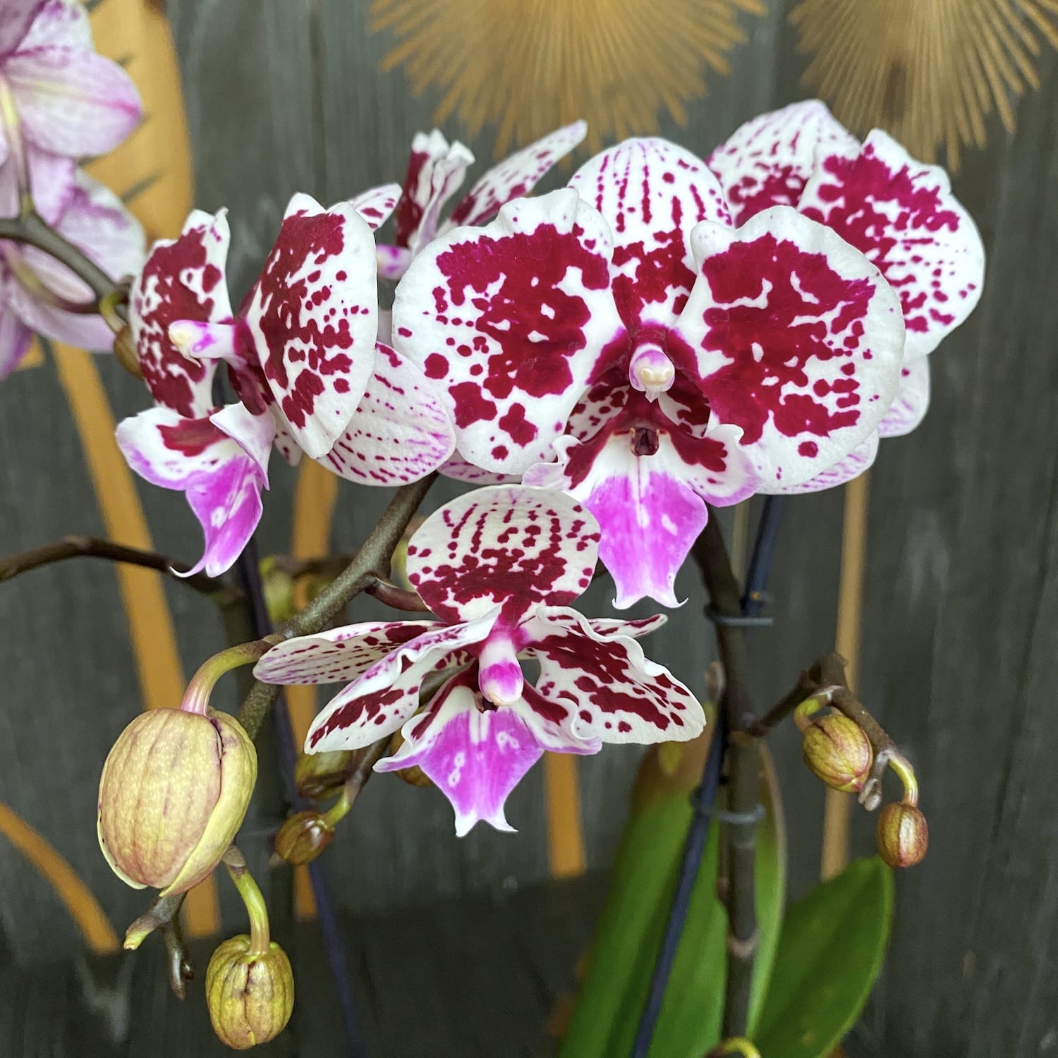 Phalaenopsis 'Limited 15' große Lippe