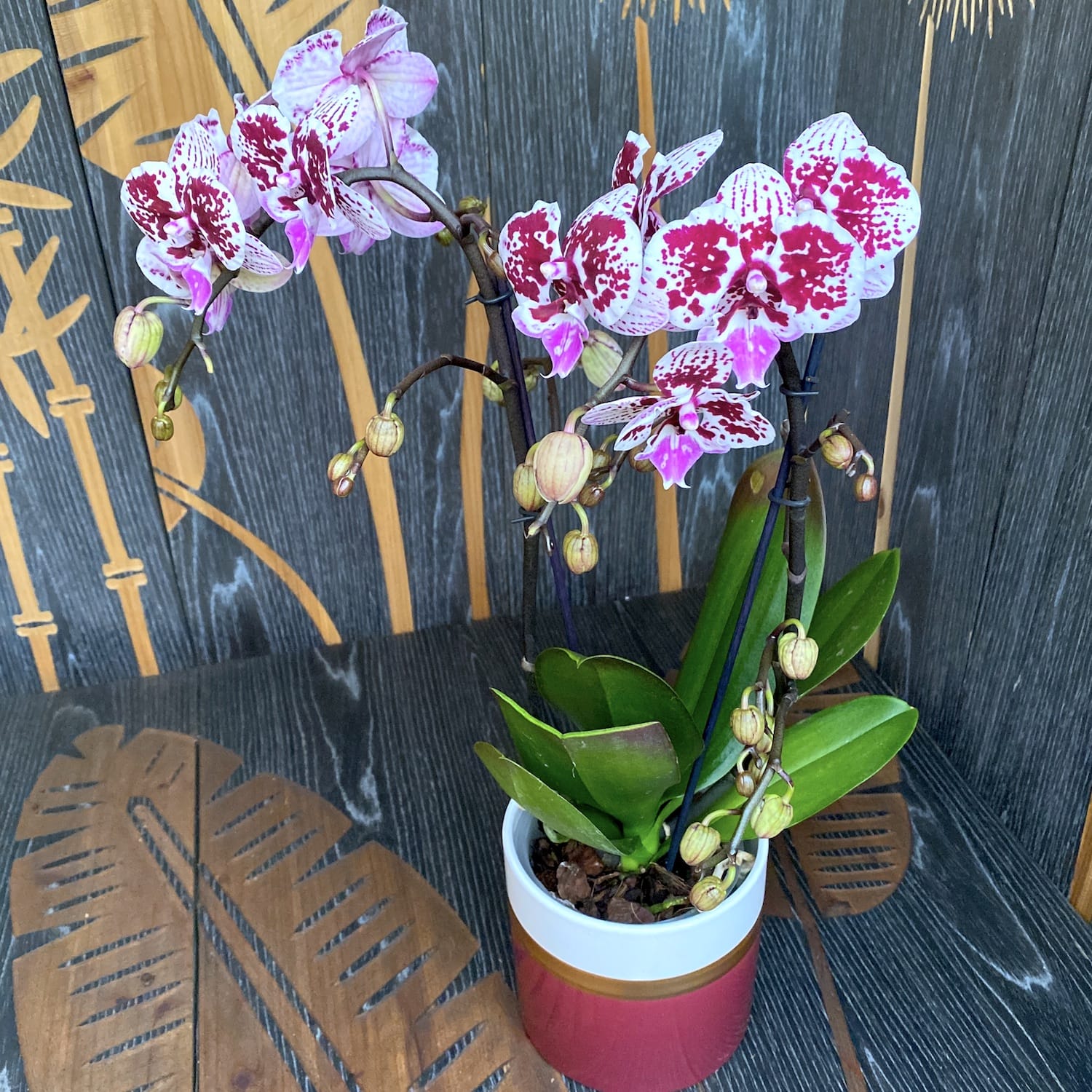 Phalaenopsis 'Limited 15' große Lippe