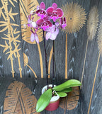 Phalaenopsis 'Limited 19' iso huuli