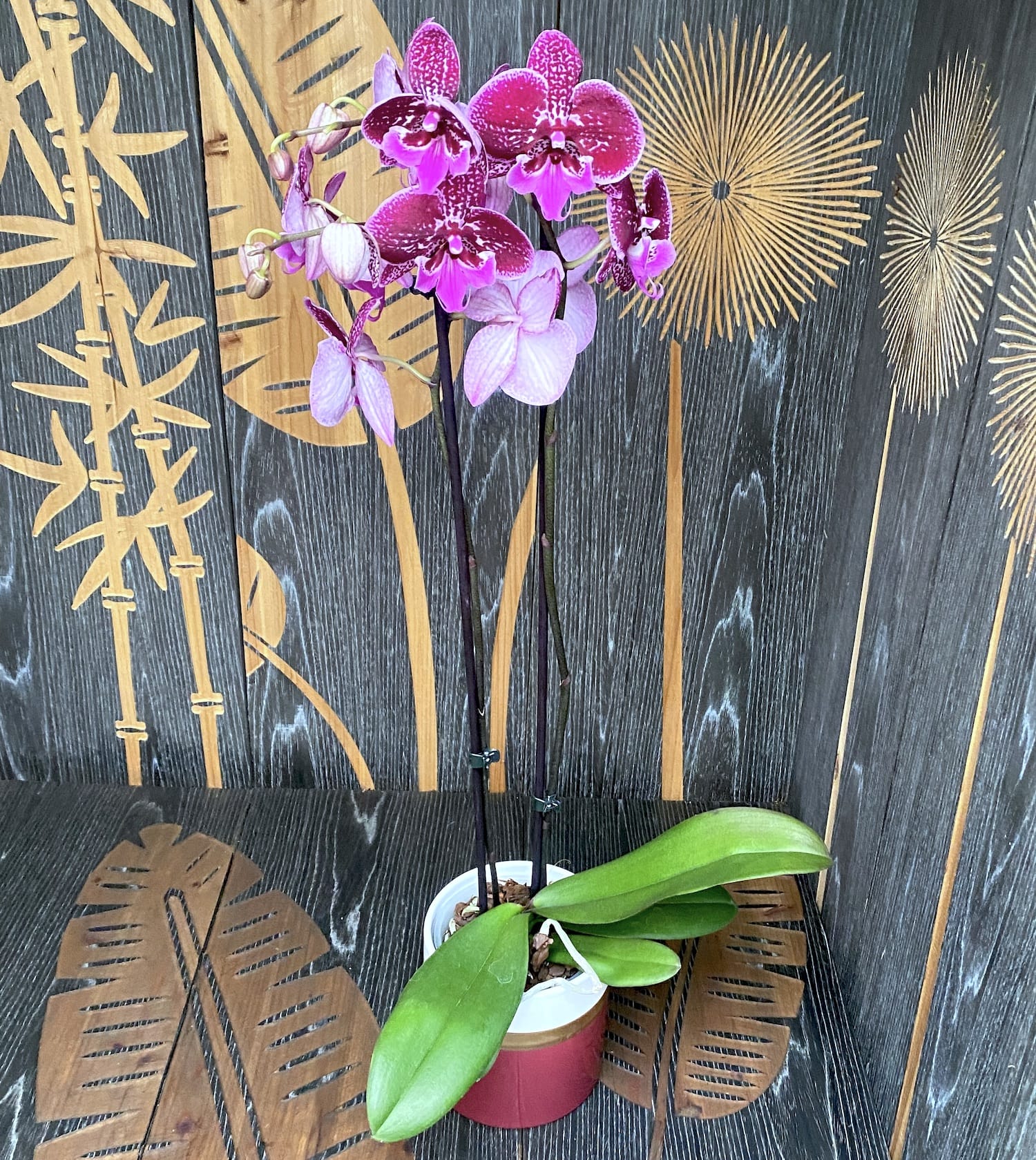 Phalaenopsis 'Limited 19' grande labbro