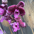 Phalaenopsis 'Limited 22' big lip