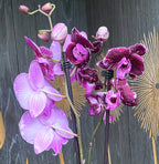 Phalaenopsis 'Limited 22' big lip