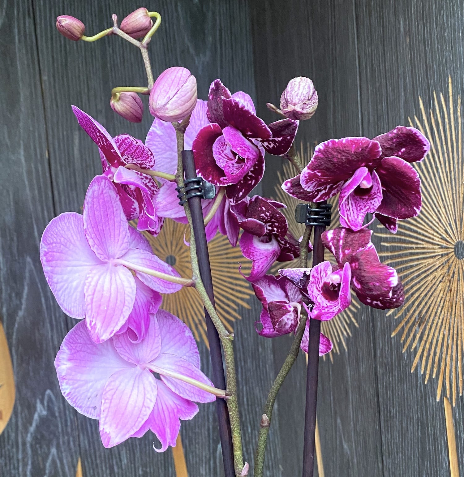 Phalaenopsis 'Limited 22' big lip