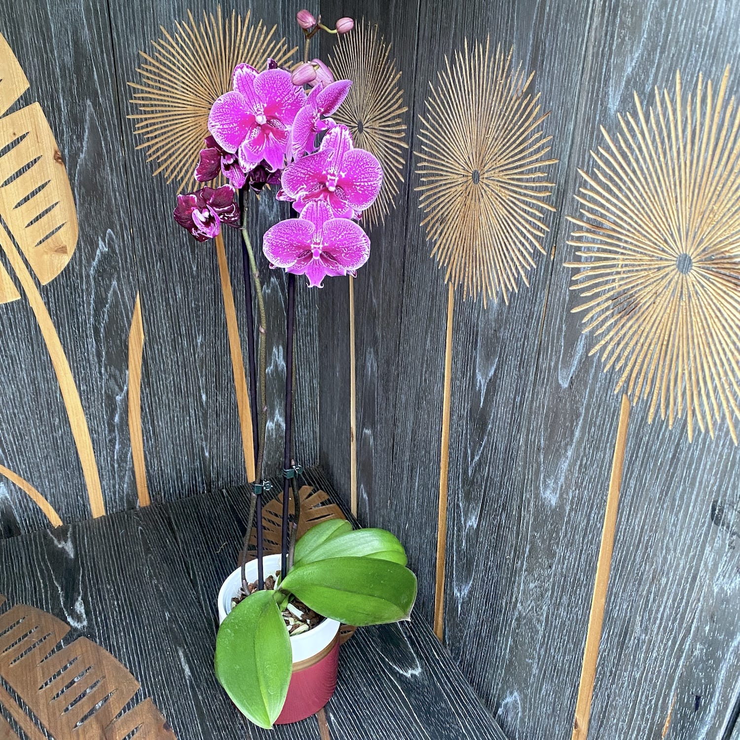 Phalaenopsis 'Limited 22' big lip