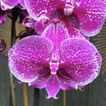 Phalaenopsis 'Limited 22' big lip