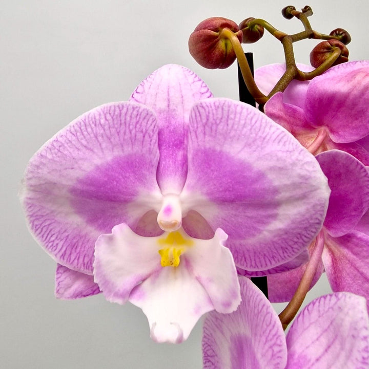 Phalaenopsis Jingle (Limited 50)