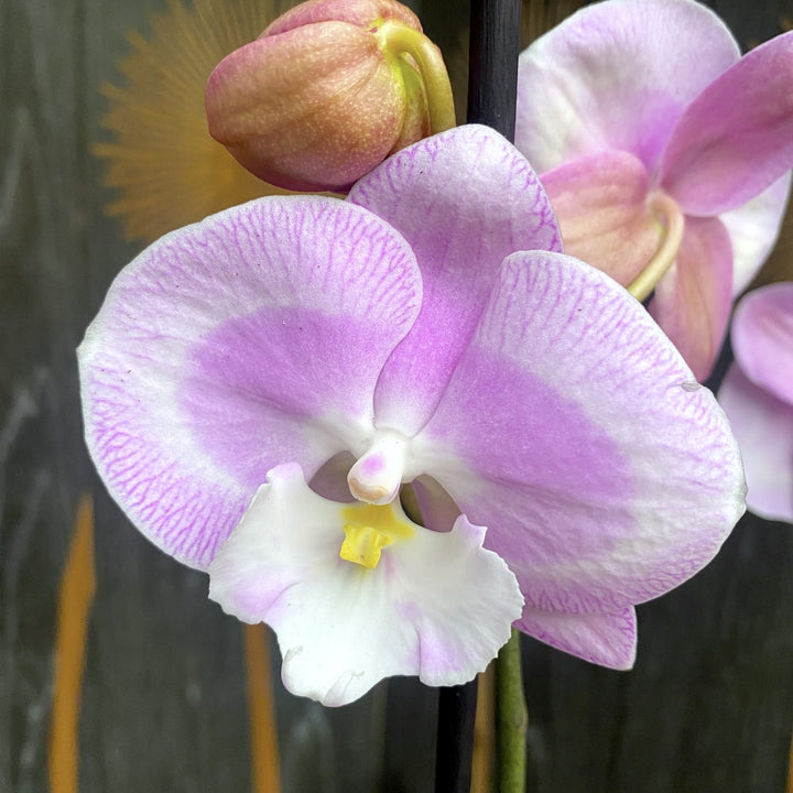 Phalaenopsis Jingle (Limited 50)