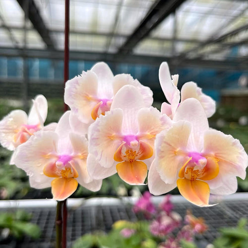 Phalaenopsis Miki Good Idea (peloric - butterfly)