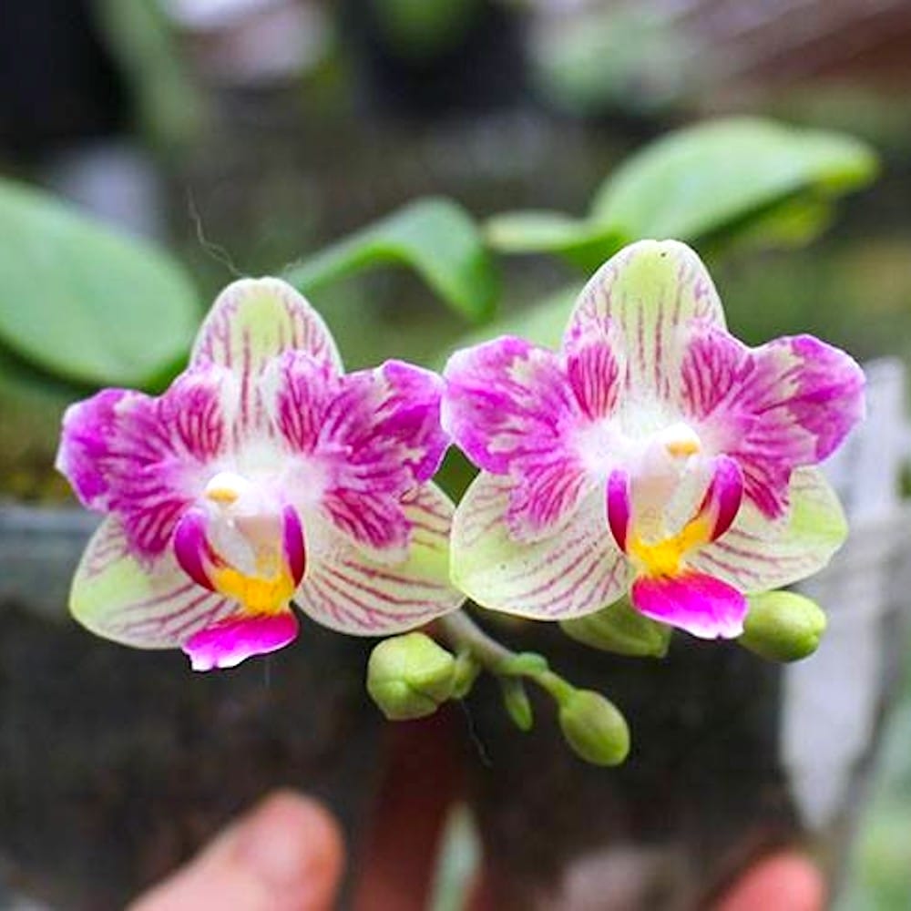 Phalaenopsis Miki Lovely Girl