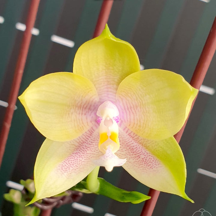 Phalaenopsis Mituo Prince