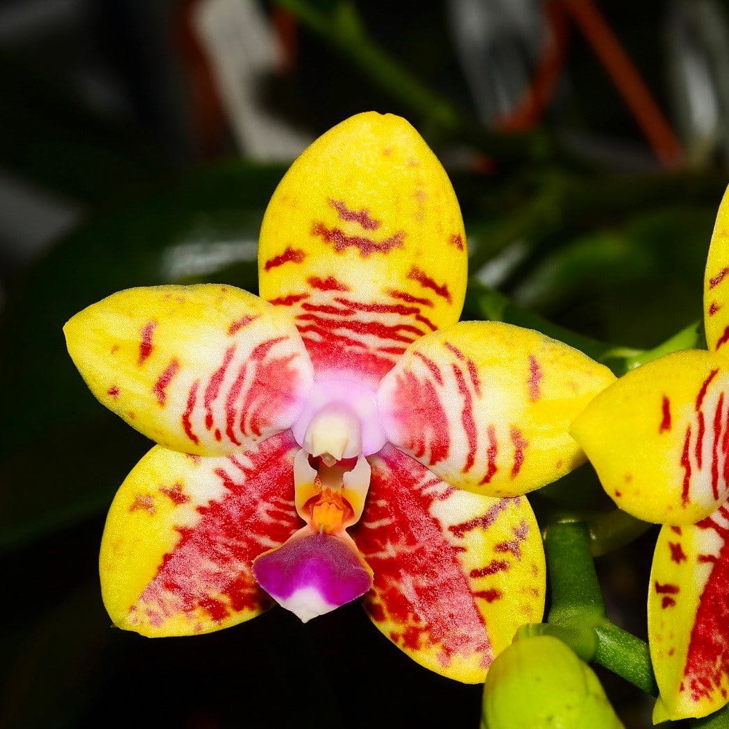 Phalaenopsis Orchid World