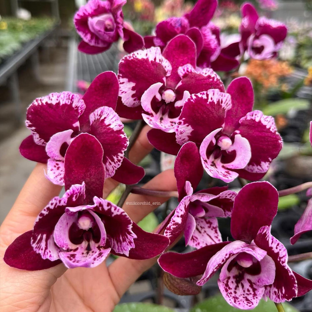 Phalaenopsis SKB Black Lace