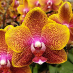 Phalaenopsis Sogo Lawrence