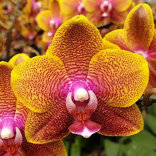 Phalaenopsis Sogo Lawrence