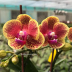 Phalaenopsis Sogo Vieker 'Golden Monkey' (Foglie Variegate)