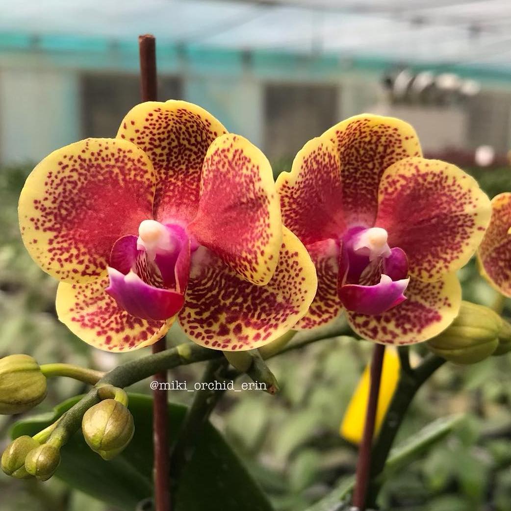 Phalaenopsis Sogo Vieker 'Golden Monkey' (Variegated Leaves)