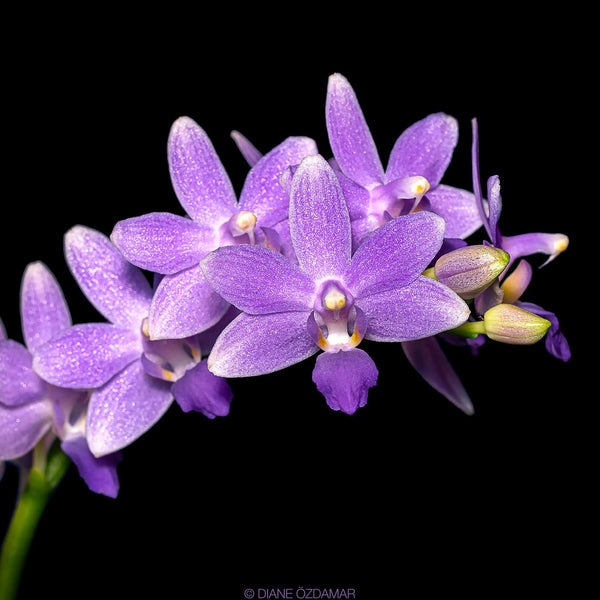 Phalaenopsis Summer Rose 'Blue Star'