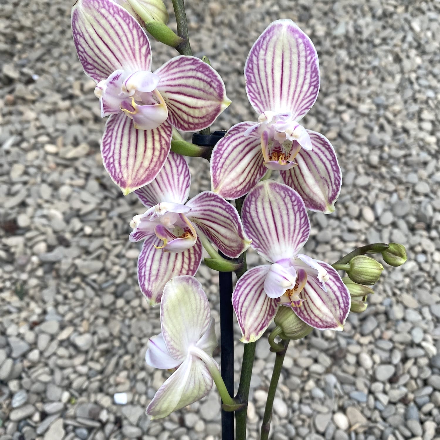 Phalaenopsis Torino pelorica