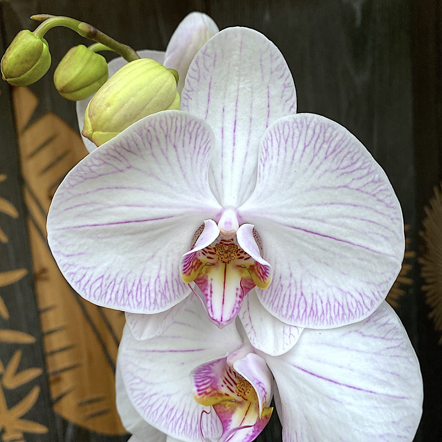 Phalaenopsis 'True Love'