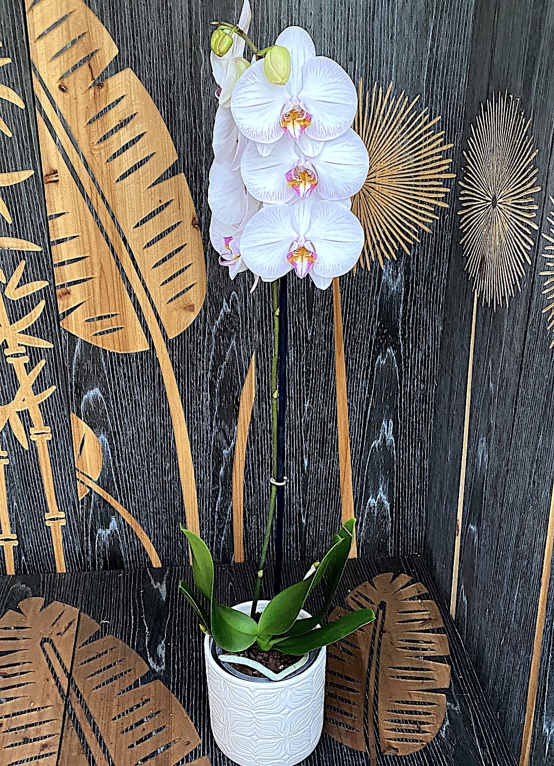 Phalaenopsis 'True Love'