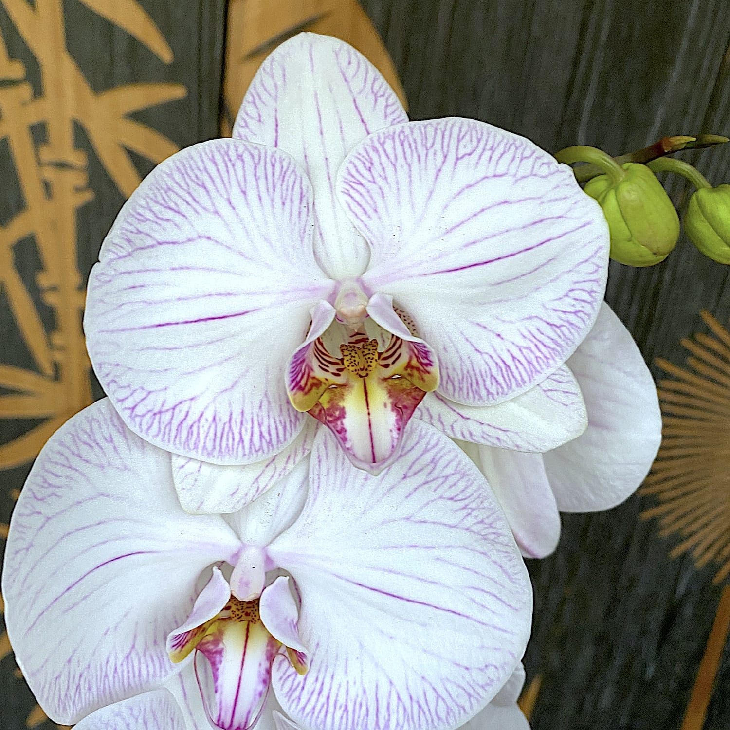 Phalaenopsis 'True Love'