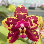 Phalaenopsis Yaphon Black Rose