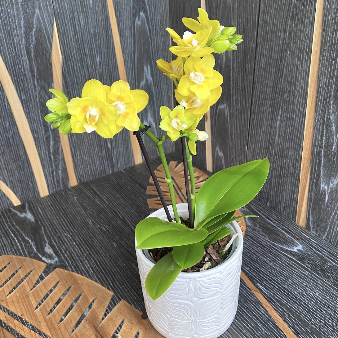 Phalaenopsis 'Yellow Chocolate' (variation & peloric)