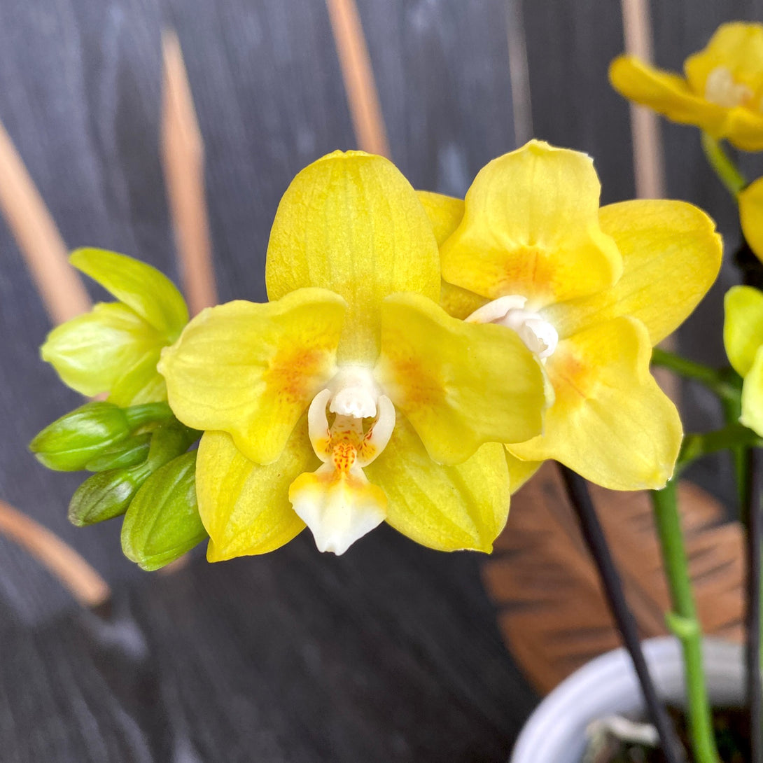 Phalaenopsis 'Yellow Chocolate' (variation & peloric)