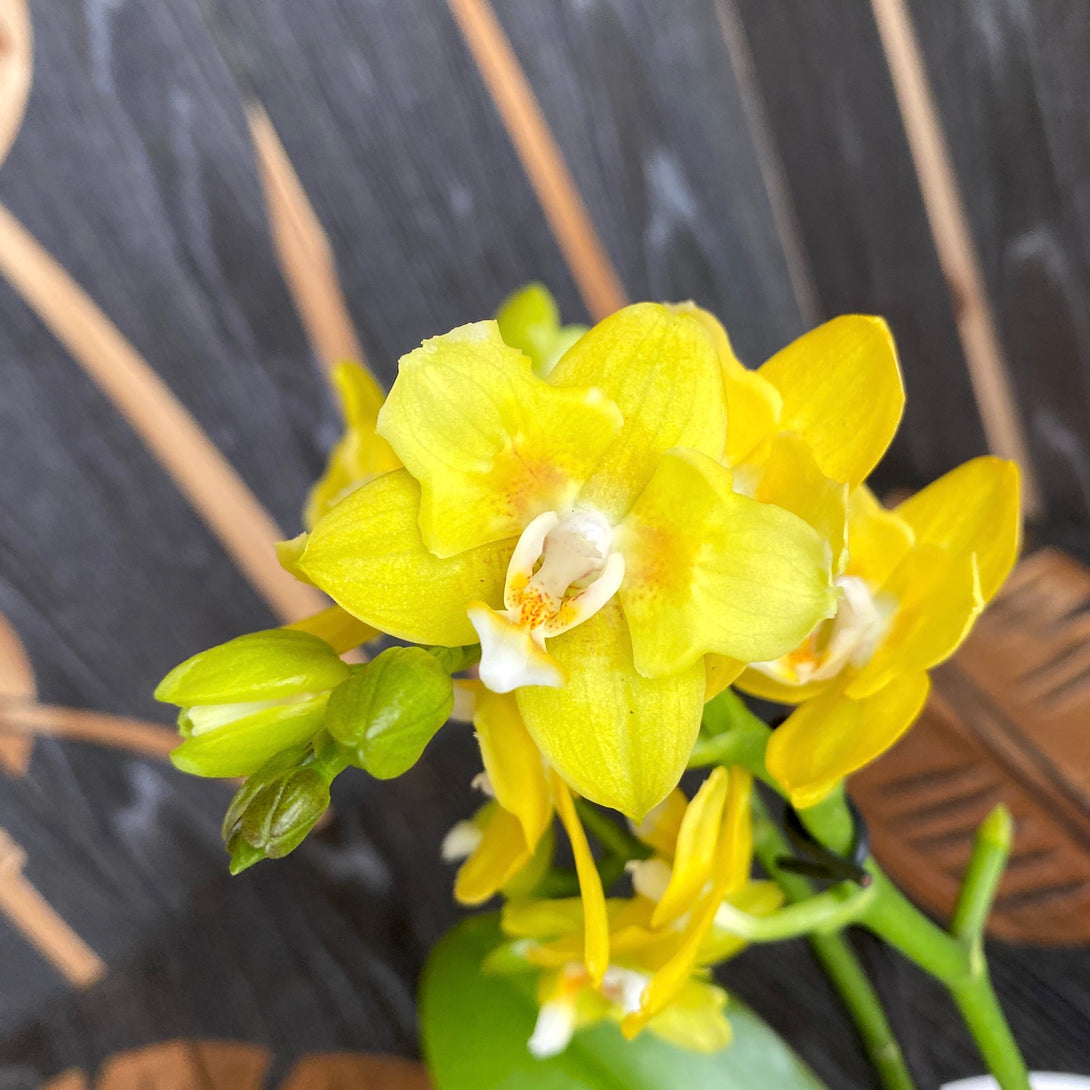 Phalaenopsis 'Yellow Chocolate' (variation & peloric)