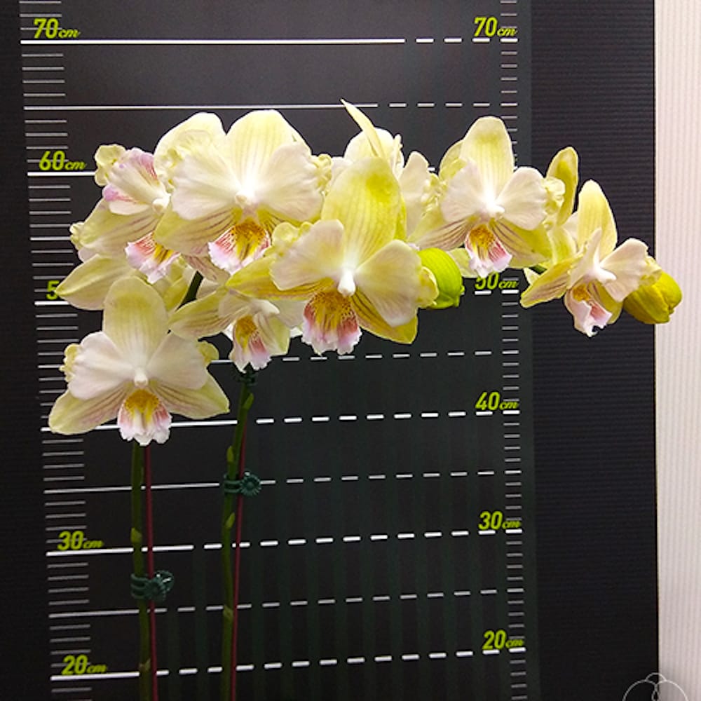 Phalaenopsis Younghome Green Dancer '390' (peloric & big lip)