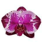 Phalaenopsis Younghome New York - XL virágok