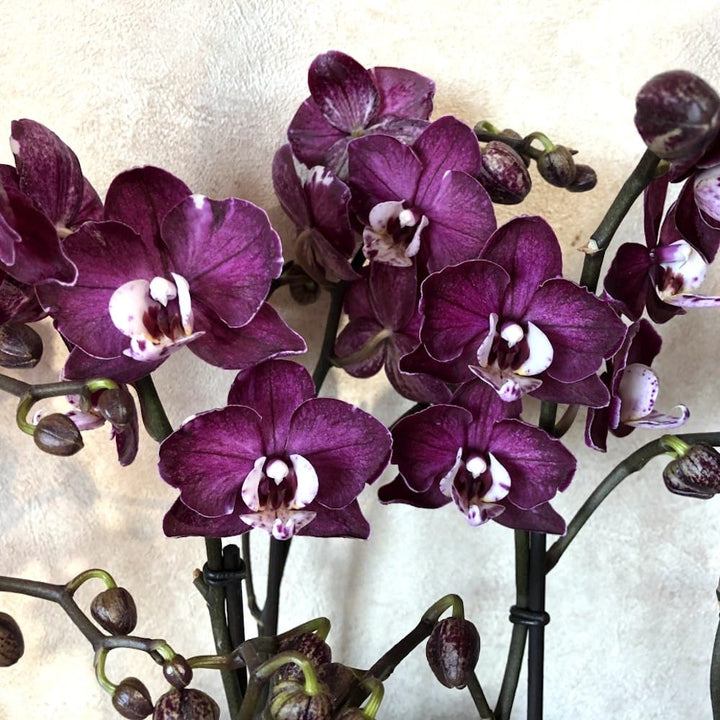 Phalaenopsis Yuka