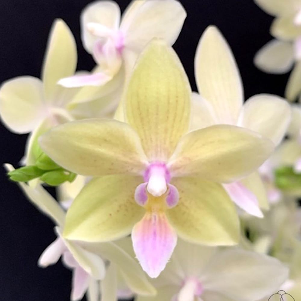 Phalaenopsis Yushan Moonlight