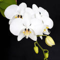 Phalaenopsis amabilis 'Tai Wu'