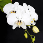 Phalaenopsis amabilis 'Tai Wu'