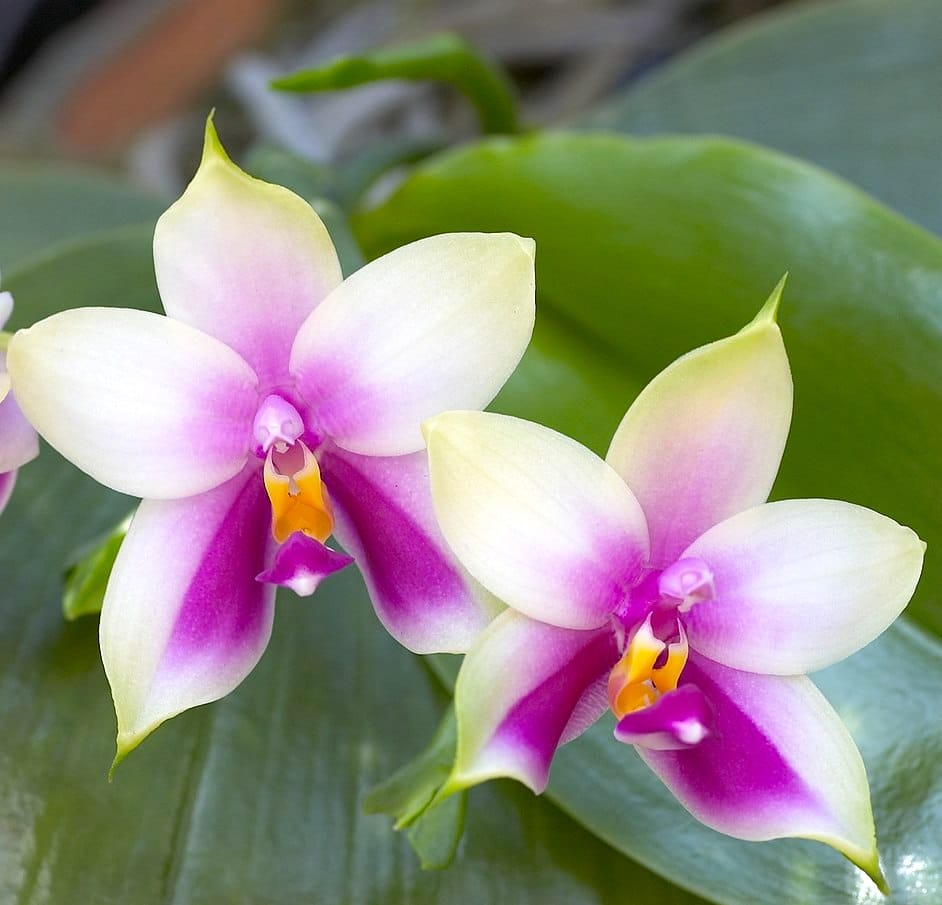 Phalaenopsis bellina