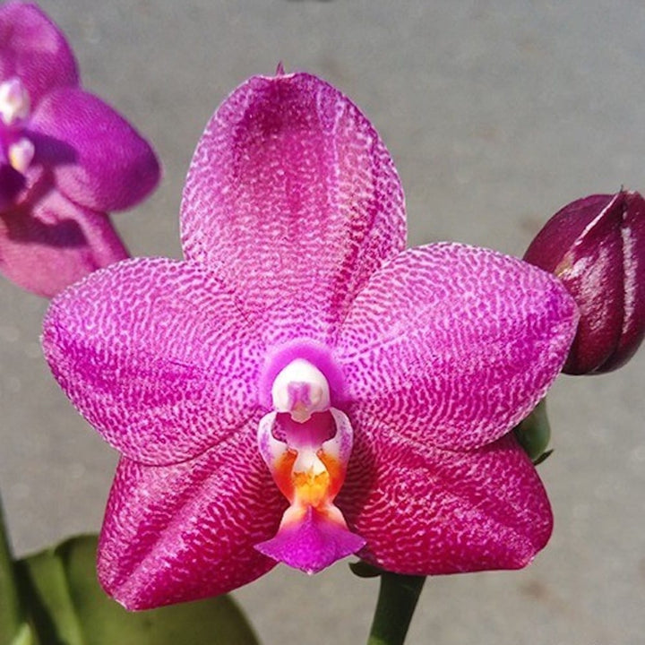 Phalaenopsis Ember