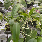 Phalaenopsis equestris 'Pink' (clumps/keiki)